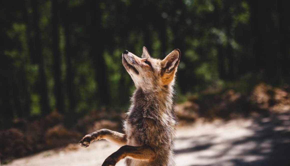 Wildlife photographer of the decade